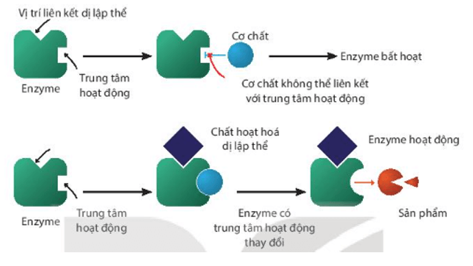 Giải thích cơ chế hoạt động của enzyme dị lập thể trong hình sau